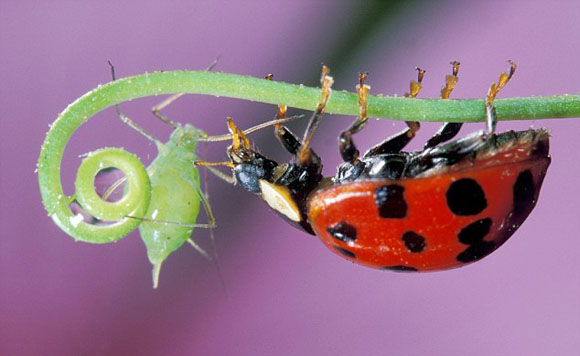 Arab Bug 3.5ملین پر والے کیڑے سروں پر پرواز کرتے ہیں | Urdu News – اردو نیوز