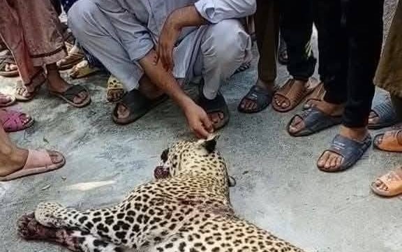 ہلاک شدہ تیندوا