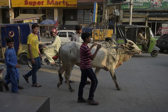 Die Zahl der Schlachtfest Opfer Tiere in Pakistan ist stärker gestiegen als in den letzten Jahren.